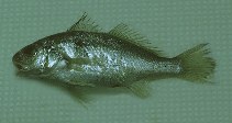 Image of Ctenosciaena gracilicirrhus (Barbel drum)