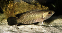 Image of Ctenopoma nigropannosum (Twospot climbing perch)