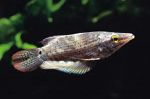 Image of Ctenops nobilis (Frail gourami)