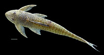 Image of Cteniloricaria platystoma 