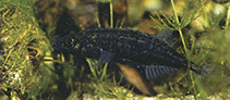 Image of Culaea inconstans (Brook stickleback)