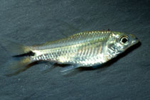 Image of Curimatopsis macrolepis (Shinyscaled curimata)