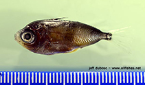 Image of Cubiceps pauciradiatus (Bigeye cigarfish)