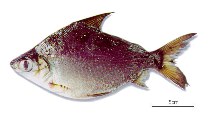 Image of Cyphocharax abramoides 