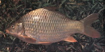 Image of Cyprinus acutidorsalis 