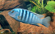 Image of Cynotilapia afra 