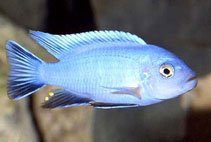 Image of Cynotilapia axelrodi 