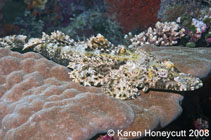 Image of Cymbacephalus beauforti (Crocodile fish)