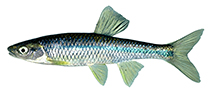 Image of Cyprinella caerulea (Blue shiner)