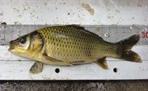 Image of Cyprinus chilia 