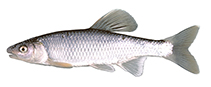 Image of Cyprinella galactura (Whitetail shiner)