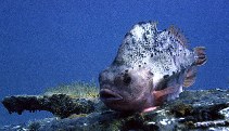 Image of Cyclopterus lumpus (Lumpfish)