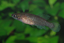 Image of Cynopoecilus melanotaenia 