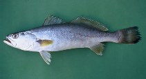 Image of Cynoscion microlepidotus (Smallscale weakfish)