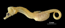 Image of Cylix nkosi (Sodwana pygmy pipehorse)