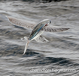 Image of Cypselurus poecilopterus (Yellowing flyingfish)