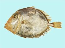 Image of Cyttus traversi (King dory)