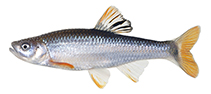 Image of Cyprinella trichroistia (Tricolor shiner)