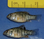 Image of Cyprinodon variegatus (Sheepshead minnow)