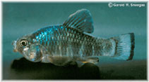 Image of Cyprinodon variegatus (Sheepshead minnow)