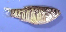 Image of Cyprinodon variegatus (Sheepshead minnow)