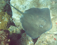 Image of Bathytoshia centroura (Roughtail stingray)