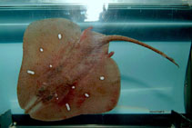 Image of Dactylobatus clarkii (Hookskate)