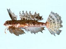 Image of Dactylopus dactylopus (Fingered dragonet)