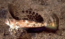 Image of Dactylopus dactylopus (Fingered dragonet)