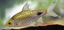 Image of Dawkinsia filamentosa (Blackspot barb)