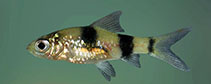 Image of Dawkinsia filamentosa (Blackspot barb)