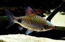 Image of Dawkinsia filamentosa (Blackspot barb)