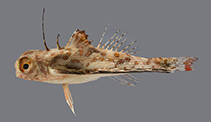 Image of Dactyloptena gilberti 