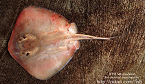 Image of Hemitrygon izuensis (Izu stingray)