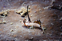 Image of Dactylopus kuiteri (Orange-black dragonet)