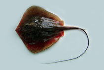 Image of Hemitrygon laevigata (Yantai stingray)