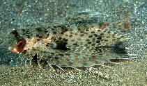 Image of Dactyloptena macracantha (Spotwing flying gurnard)