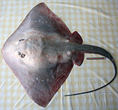 Image of Megatrygon microps (Smalleye stingray)