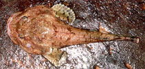 Image of Dasycottus setiger (Spinyhead sculpin)