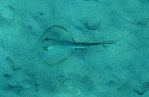 Image of Dasyatis tortonesei (Tortonese\