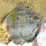 Image of Telatrygon zugei (Pale-edged stingray)