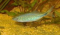 Image of Devario devario (Sind danio)