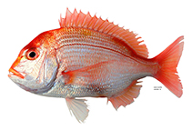 Image of Dentex hypselosomus (Yellowback sea-bream)