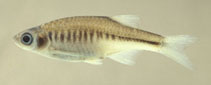 Image of Devario shanensis (Hora danio)