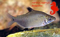 Image of Distichodus affinis (Silver distichodus)