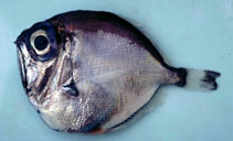 Image of Diretmus argenteus (Silver spinyfin)