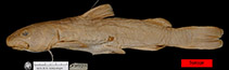 Image of Diplomystes chilensis (Tollo)