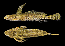 Image of Diplogrammus gruveli (Gruvel’s dragonet)