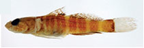 Image of Marcelogobius helenae (Helen\