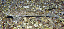 Image of Diplogrammus infulatus (Sawspine dragonet)